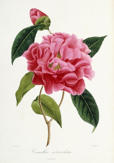 Camellia reticulata, 1839-1943 af French School