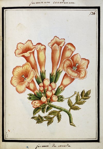 Canadian Jasmine, c.1700dani af French School