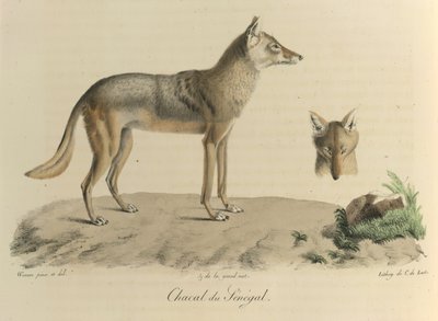 Sjakal fra Senegal. En sjakal fra Senegal, fra Natural History of Mammals (farve litho) af French School