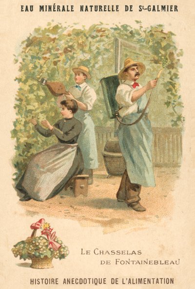 Chasselas de Fontainebleau druer (chromolitho) af French School