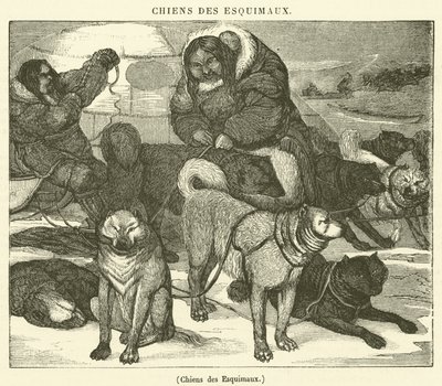 Eskimoernes hunde (gravering) af French School