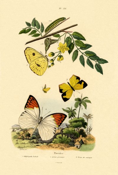 Skyfri Svovl, 1833-39 af French School