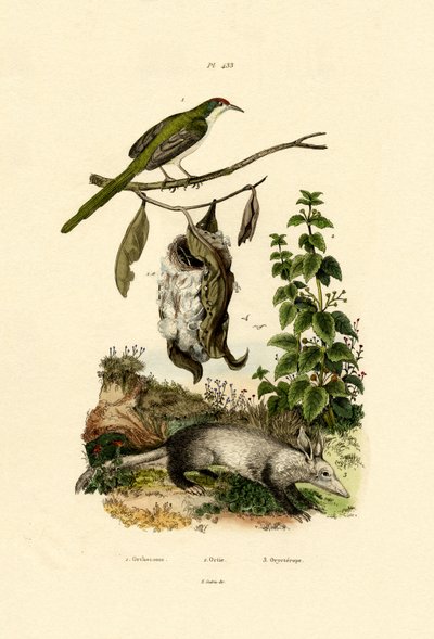 Almindelig Skrædderfugl, 1833-39 af French School