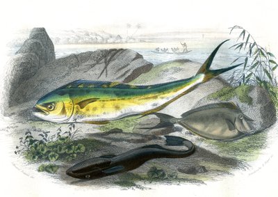 Coryphene Hippurus (coryphene brasen, cameleon fish) - En bas: echeneis remora et le nason licornet - Tallerken udvundet fra Natural History af Bernard Germain de Lacepede (1856-1925), udgave P.Furme, Paris af French School