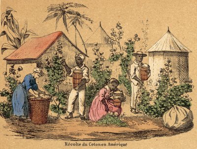 Bomuld (farvet gravering) af French School