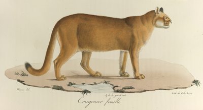 Cougar, En kvindelig puma, fra 