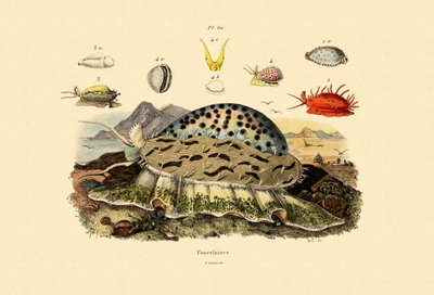 Cowrie Shells, 1833-39 af French School