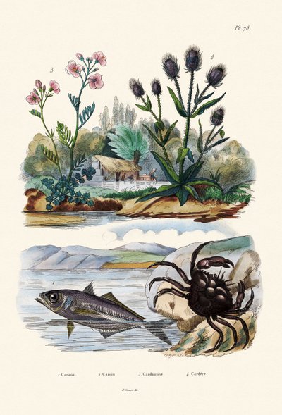Krabbe, 1833-39 af French School