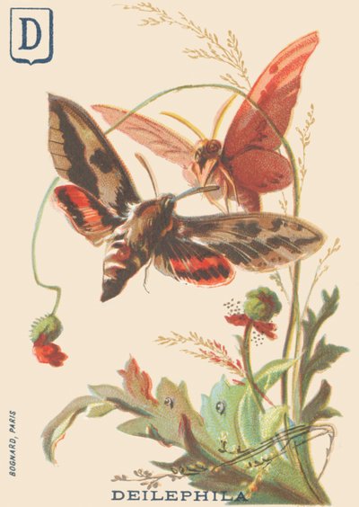 D: Deilephila (Deilephila elpenor eller vinstokkens store sfinks) af French School