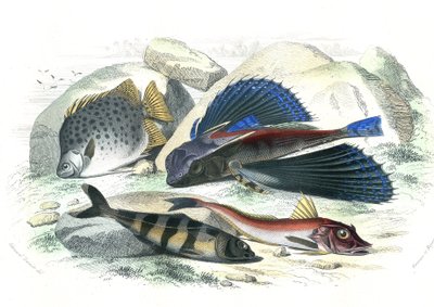 Dactyloptere pirapede (Dactylopterus pirapeda) flyvefisk, Chetodon argus (scatophagus argus), centronote pilote (echeneis naucrate), Trigle Lyre (Genicanthus Melanospilos) - Plade udvundet fra Histoire Naturelle af Bernard Germain de Lacepede (1856-1956-19 af French School