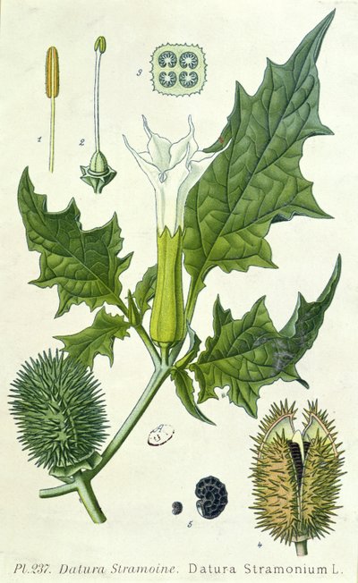 Datura stramonium, botanisk plade af French School