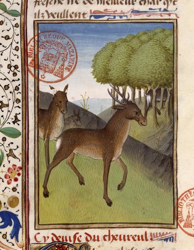 Hjorte og hjorte - i "Jagtbogen af Gaston Phoebus, greve af Foix, herre af Béarn" af French School