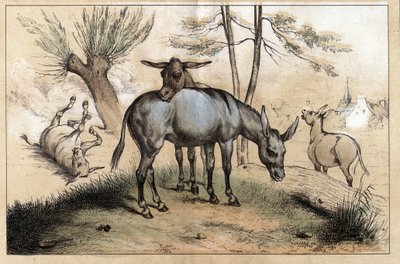 Beskrivelse af de forskellige produkter og anvendelser af æsel: to æsler i ét. Detalje af tavlen "" Æslet og dets produkter"" i "" Les Recreations instructives"" Synoptisk maleri af Jules DELBRUCK, gravering fra 1860. Privat samling. af French School