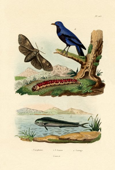 Delfinfisk, 1833-39 af French School