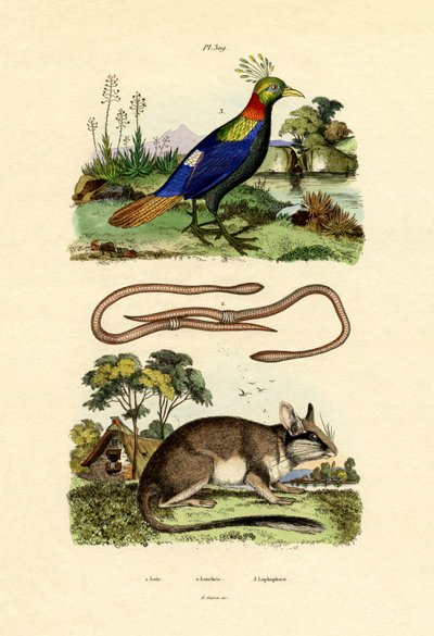 Dormus, 1833-39 af French School