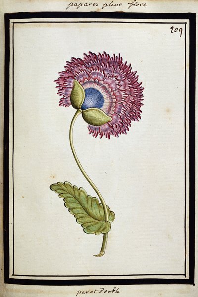 Double Poppy, c.1700dani af French School