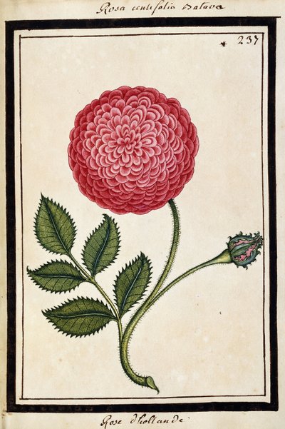 Dutch Rose, ca. 1700 (akvareltegning, indrammet i sort) af French School