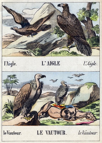 Ørn og grib. Indgravering i "Buffon Alphabet des Oiseaux n 1". 3. Serie N 1. Billeddannelse af Epinal, Epinal, slutningen af det 19. århundrede. 16 sider. Mål: 28x21 cm af French School