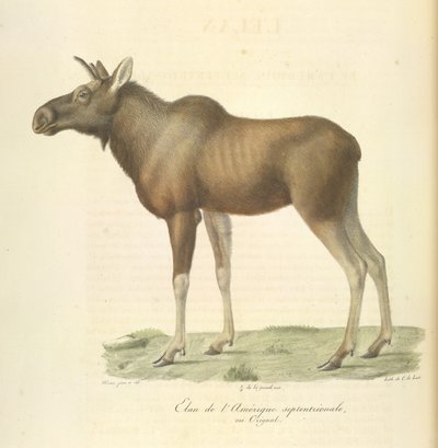 Moose of North America, fra Natural History of Pattedyr (farve litho) af French School