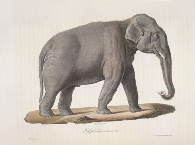 Asiatisk elefant, fra Natural History of Pattedyr (farve litho) af French School