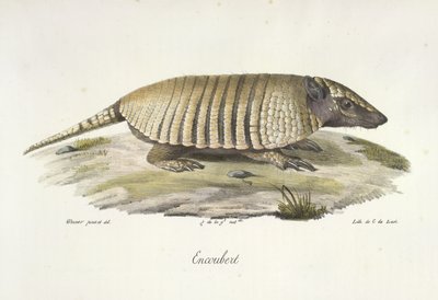 Encoubert, Armadillo, fra Natural History of Pattedyr (farve litho) af French School