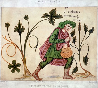 Esculapus finder betoneum (medicinsk plante) af French School