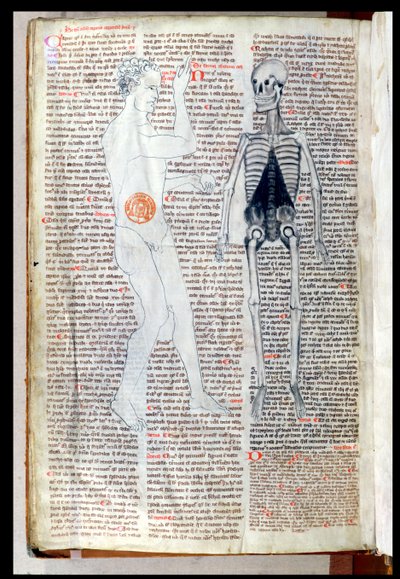 F.116v En mand og et skelet, fra en medicinsk afhandling af Abul Qasim Khalaf ibn al-Abbas al-Zahrawi (Abulcasis) (936-1013) oversat af Gerard de Cremone (1114-87) af French School