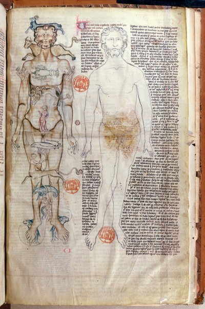 F.116v Forholdet mellem den menneskelige krop og stjernetegnene, fra en medicinsk afhandling af Abul Qasim Khalaf ibn al-Abbas al-Zahrawi (Abulcasis) (936-1013) oversat af Gerard de Cremone af French School
