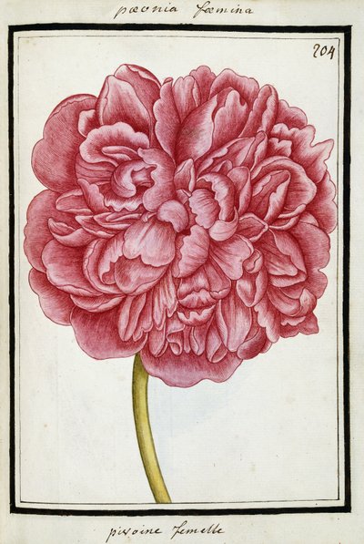 Female Peony, c.1700dani af French School