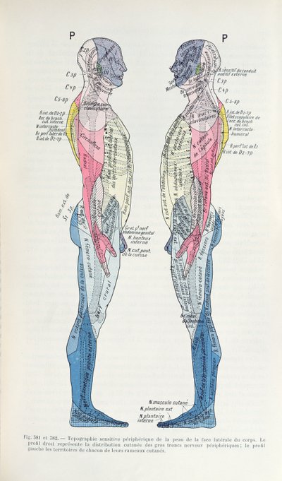 Fig. 381 & 382 Nervesystemet, fra Semiologie des Affections du System Nerveux af J. Dejerine, 1914 af French School