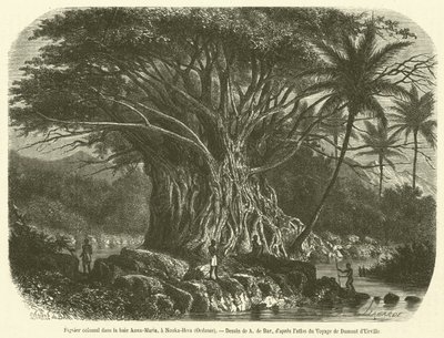 Kolossalt figentræ i Anna-Maria bugten, ved Nouka-Hiva, Oceanien (gravering) af French School