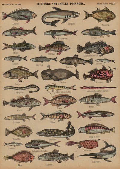 Fisk (farvet gravering) af French School