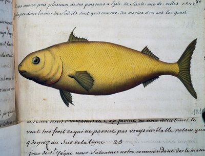 Fisk så stor som torsk, Isle De La Sante, akvarel fra logbog af Jacques Gouin de Beauchesne (1652-1730), kaptajn på Compagnie royale de la Mer du Sud, fra 1698 til 1701, Frankrig af French School