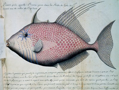 Fisk kaldet Bource, Sao Vicente øen, Kap Verde, akvarel fra logbog af Jacques Gouin de Beauchesne (1652-1730), kaptajn på Compagnie royale de la Mer du Sud, fra 1698 til 1701, Frankrig af French School