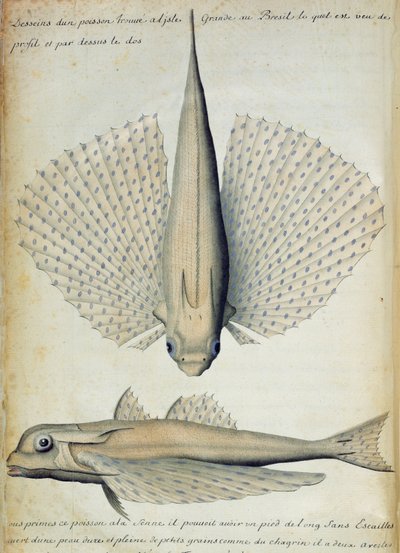 Fisk fundet ved Ilha Grande, Brasilien (wc på papir) af French School