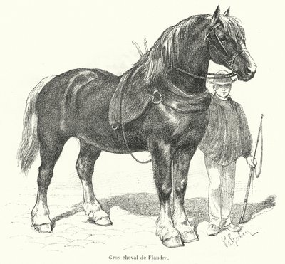 Flamsk tung hest (gravering) af French School