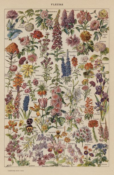 Blomster (farvelitografi) af French School