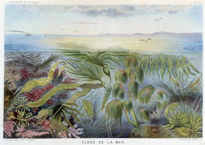 Havets flora - i "Le Monde de la Mer" af Alfred Fredol, ed. Paris, Hachette. af French School