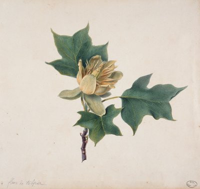 Blomst af et tulipantræ af French School