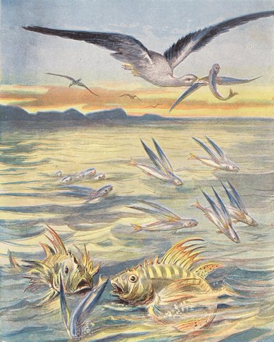 Flyvende fisk (farvelitografi) af French School