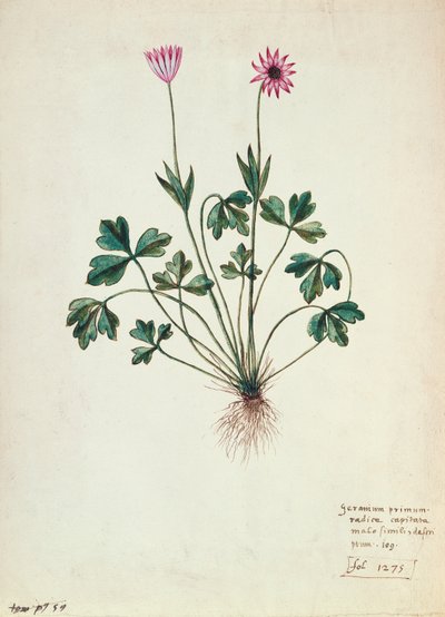 Fol.1275 Geranium (wc på papir) af French School