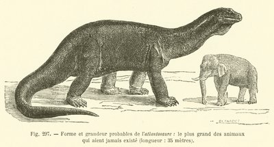 Sandsynlig form og størrelse af atlantosaurus, det største dyr, der nogensinde har eksisteret, længde, 35 meter (gravering) af French School