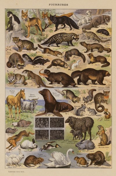 Pelse (farvelitografi) af French School