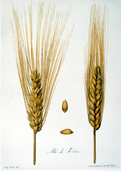 Fransk 1800-tals illustration af korn af French School