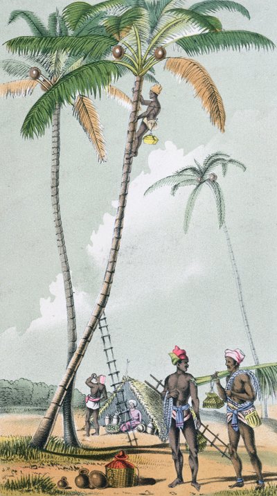 Indsamling af kokosnødder til tilberedning af Toddy i Indien (farvegravering) af French School