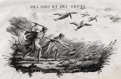 Gæs og traner - Fable d