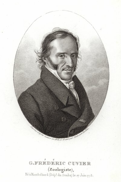 George Cuvier af French School