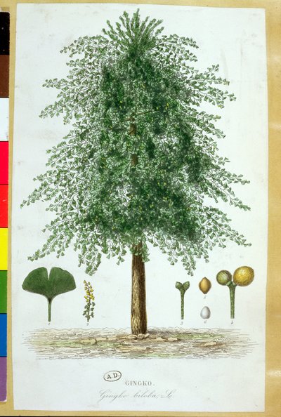 Ginkgo biloba træ af French School