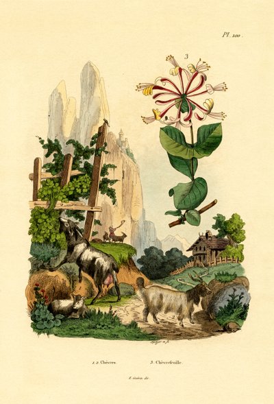 Geder, 1833-39 af French School