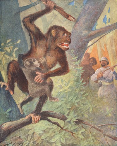 Gorillaer (farvelitografi) af French School